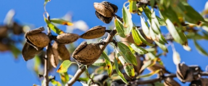 Picture of an almond in a tree - Danone 树上的杏仁图片-网络彩票平台